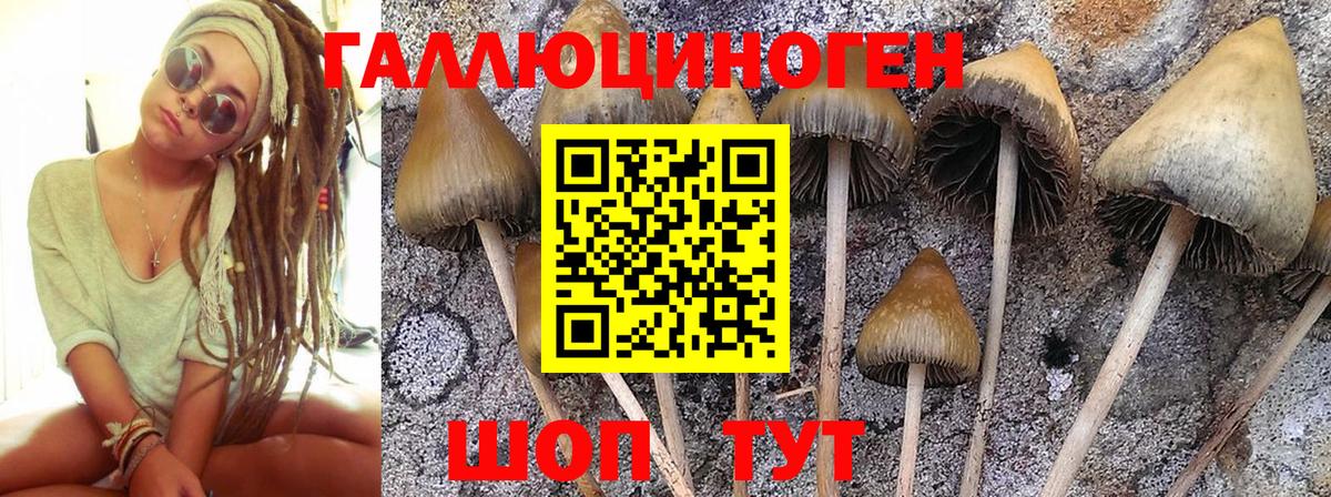 Псилоцибиновые грибы GOLDEN TEACHER Реутов